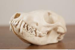 Photo References of Skull